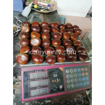 jual chestnut segar yang enak